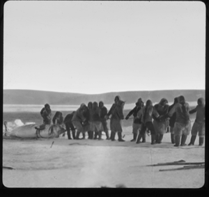 Image: Many Inuit haul in narwhal